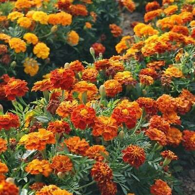 Sparky Mix Marigold Seeds - Tagetes erecta | Orange, Yellow, Red Blooms | Drought-Tolerant, Pest-Repellent