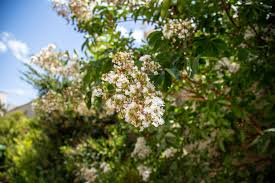 Fragrant Tea Olive Osmanthus Fragrans Live Cuttings (8+), 8"+, Starter Plant