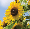 Multi-Headed Sunflower Seeds - 50 Pack | Helianthus annuus - Easy to Grow
