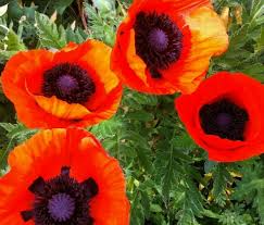 Oriental Poppy Seeds - 200 Perennial Seeds, Reddish-Orange Blooms, Zones 3-8