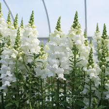 Antirrhinum majus Legend White Snapdragon Seeds – 1000+ Double Blooms