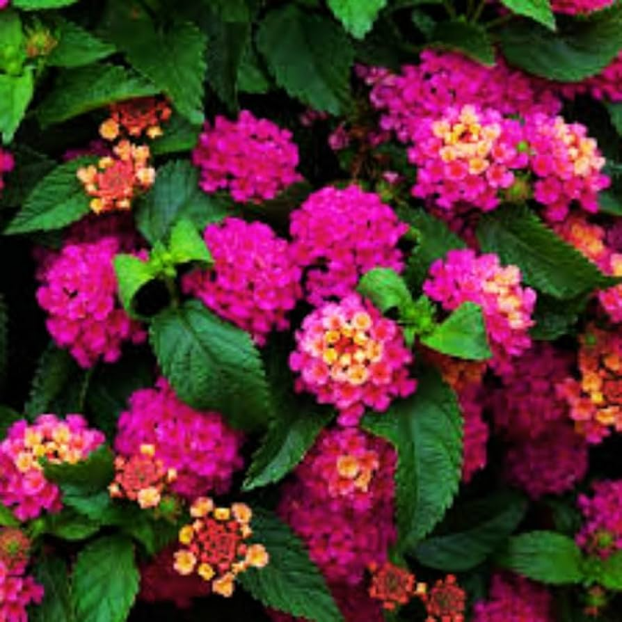 Lantana Bright Pink Live Rooted Starter Plug Plant 1-4" Tall in Full Sun