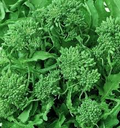 Broccoli Raab Rapini Seeds - 500mg, Brassica rapa, Spring Heirloom Variety