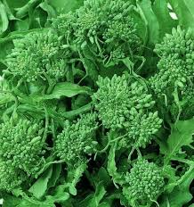 Broccoli Raab Rapini Seeds - 500mg, Brassica rapa, Spring Heirloom Variety
