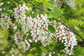 Flowering Black Locust Tree (Robinia pseudoacacia 'Allegheny') Bare-Root Seedling - 1' Tall, Zones 4-8