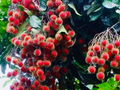 Red Rambutan Starter Plant (Nephelium lappaceum) – 12-24" Live Exotic Tropical Fruit Tree