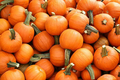 25 Wee-B-Little Pumpkin Seeds – Mini AAS Winner, Non-GMO, Heirloom