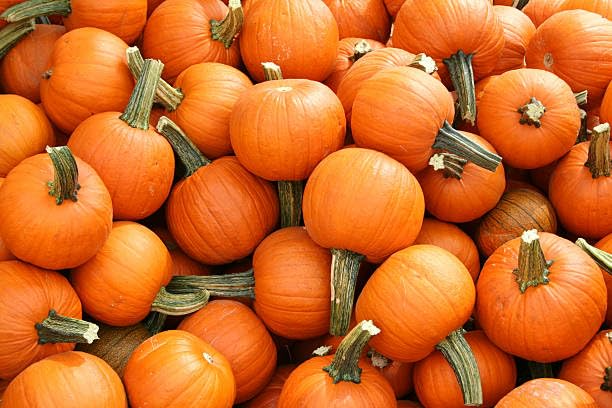 25 Wee-B-Little Pumpkin Seeds – Mini AAS Winner, Non-GMO, Heirloom