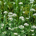 Garlic Chives Seeds Allium tuberosum - 300mg, Heirloom Perennial Herb, Edible Leaves & Flowers