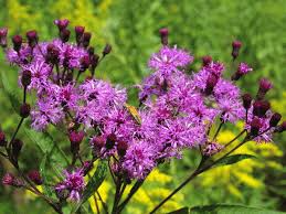 Vernonia noveboracensis (New York Ironweed) Seeds - 400 Seed Pack