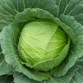 Cabbage Golden Acre Seeds - Brassica oleracea var. capitata, Heirloom, 1g (Approx. 200 Seeds)