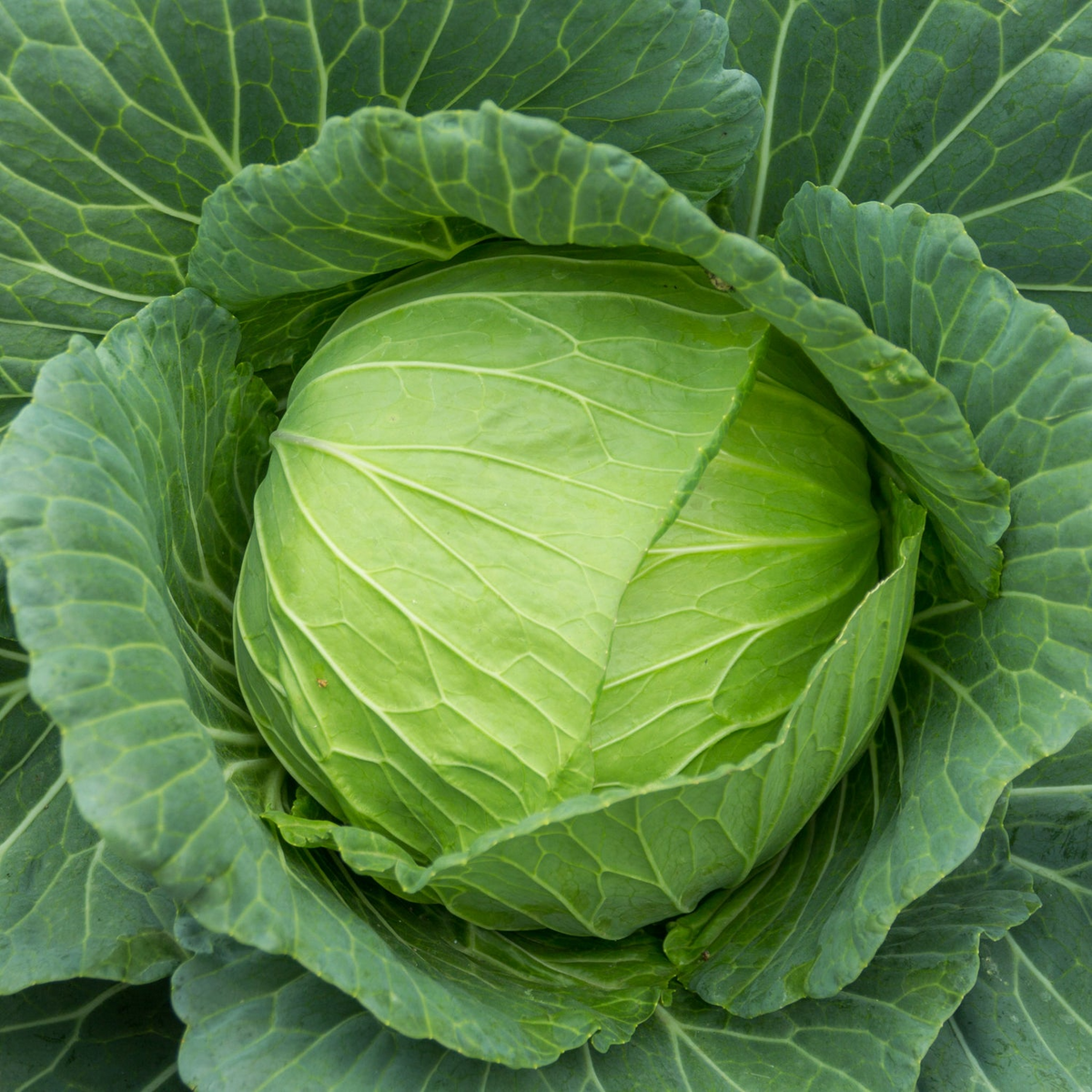 Cabbage Golden Acre Seeds - Brassica oleracea var. capitata, Heirloom, 1g (Approx. 200 Seeds)