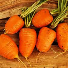Oxheart Carrot Seeds - Heirloom Non-GMO, 5-6 Inch Roots, Zones 2-10