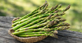 Millennium Bare Root Asparagus – 2-Year Crowns (Asparagus officinalis) High Yield