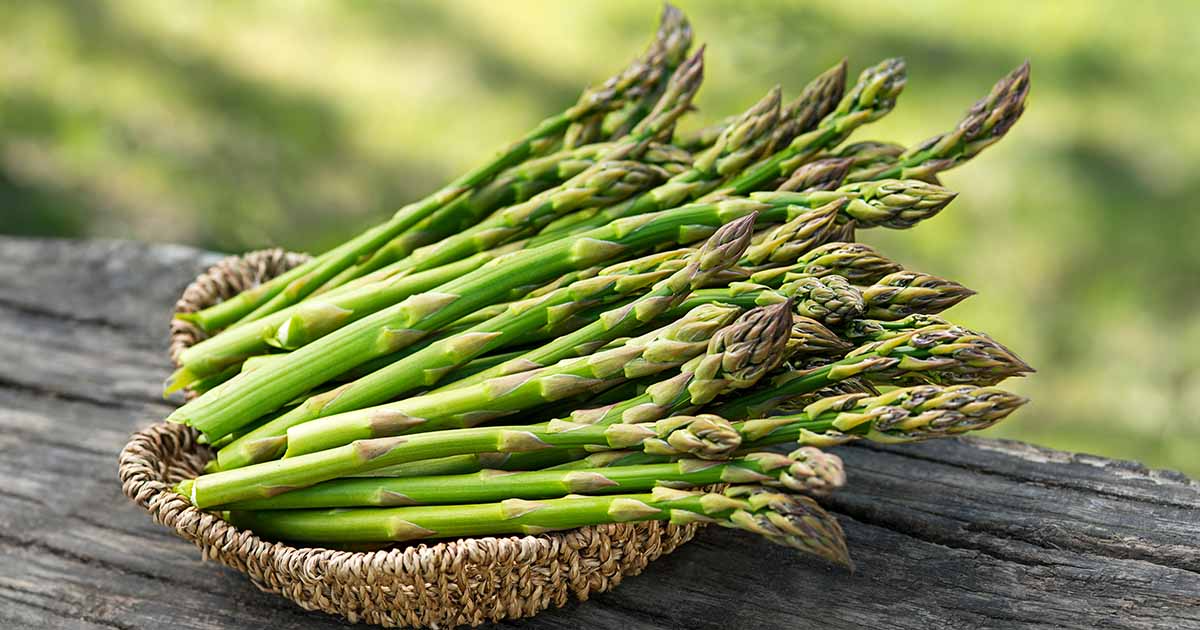 Millennium Bare Root Asparagus – 2-Year Crowns (Asparagus officinalis) High Yield