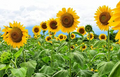 Giant Mammoth Russian Grey Stripe Sunflower Seeds - Heirloom, 10" Blooms, 8-12 ft Tall