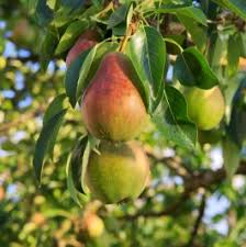 Ayers Pear Tree (Bare-Root) 12-18" Starter Plant | Heirloom Pyrus, Disease-Resistant
