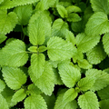 Lemon Balm Seeds - Heirloom Non-GMO, Lemon-Mint Scent, 70 Days
