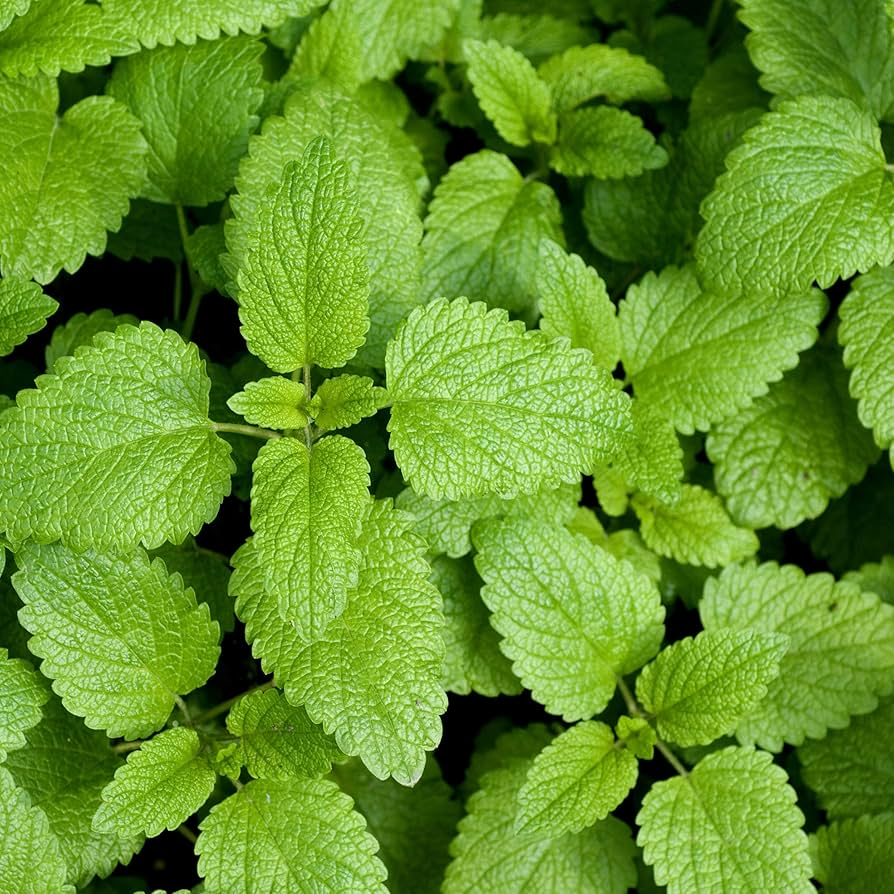 Lemon Balm Seeds - Heirloom Non-GMO, Lemon-Mint Scent, 70 Days