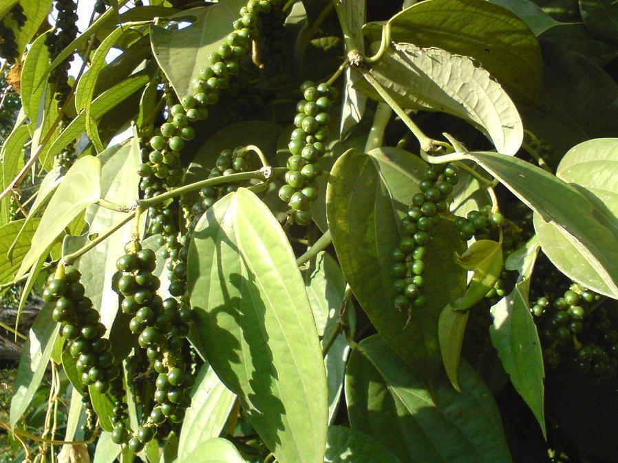 Black Pepper Plant (Piper nigrum) Live Starter Plant – 4-6 in, Indoors/Outdoors, Trellis