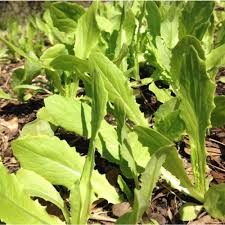 Asparagus Lettuce New Yu Mai Seeds (Lactuca sativa var. angustana) 500mg - Heirloom Asian Greens