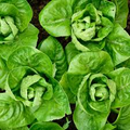 Little Gem Lettuce Seeds - 1000 Seeds, Lactuca sativa, Mini Romaine, Heirloom, Non-GMO