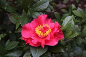 Dr. JC Raulston Camellia Japonica Starter Plant - Rare Red Camellia, Shade-Tolerant