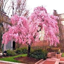Weeping Cherry Tree - Prunus subhirtella, 2-3 ft Starter Live Flowering Tree