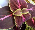 Giant Red Kong Coleus Rooted Plant – Vibrant Red Foliage, Starter Plant