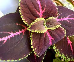 Giant Red Kong Coleus Rooted Plant – Vibrant Red Foliage, Starter Plant