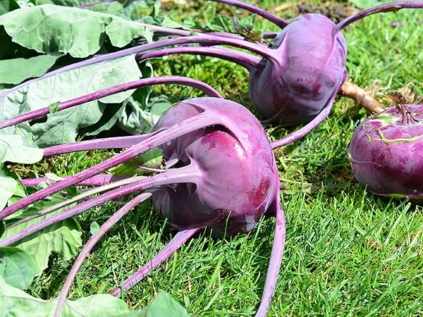 Kohlrabi Purple Vienna Seeds - Brassica oleracea (500mg) Heirloom, Non-GMO