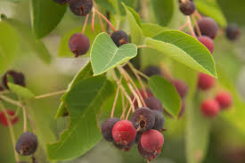 15 Seeds Serviceberry (Amelanchier arborea) - Edible Berries, Spring Blooms, Native Tree