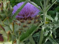 Bianco Avorio Cardoon Seeds - Cynara cardunculus, 2-6 ft, Heirloom, Non-GMO, USDA 6-11