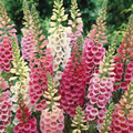 Excelsior Mix Foxglove Seeds - Digitalis purpurea | Non-GMO, Zones 3-9