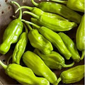 Golden Greek Pepperoncini Seeds - Mild Capsicum annuum (30 seeds)