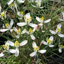 Albuca Humilis Live Plant Bulbs - 5 Pack | Drought-Tolerant Succulent Starter Plant