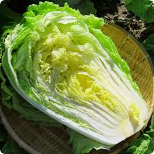 Chinese Cabbage Kogane Seeds (Brassica rapa) – Napa Cabbage, 500mg ~150 seeds