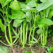 Water Spinach Seeds Kong Xin Cai (Ipomoea aquatica) - 120 Seeds, Non-GMO Heirloom