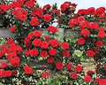 Red Climbing Rose Seeds - 20 Pack | Deep Red, Fragrant Vining Roses for Trellises & Fences