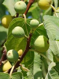 Yellow Long Neck Fig Seeds (Ficus carica) - 100+ Premium Seeds for Large, Sweet Golden Figs