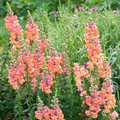 Snapdragon Seeds Johnny's Potomac Early Sunrise Mix - Antirrhinum majus, 1000+ Seeds
