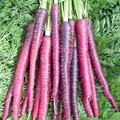 Cosmic Purple Carrot Seeds - 1,000 | Non-GMO, Open Pollinated