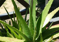 5 Small Aloe Vera Plants (Aloe barbadensis) - Bare Root, Ready to Plant