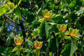 Tulip Poplar Tree Cuttings - 7 Live 12" Cuttings, Liriodendron tulipifera