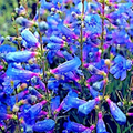 Penstemon spectabilis Seeds (Blue Beard Tongue) – 20 Seeds, Showy Perennial Wildflower