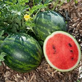 Mini Love Watermelon Seeds - 50+ Personal-Size Watermelon Seeds - 80 Days