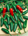 Jalapeño Early Hot Pepper Seeds (Capsicum annuum) - 300mg, Non-GMO, 65-75 days