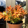 Sedum Adolphi Firestorm Rooted Plant in 2" Pot - Coppertone Red-Orange Succulent