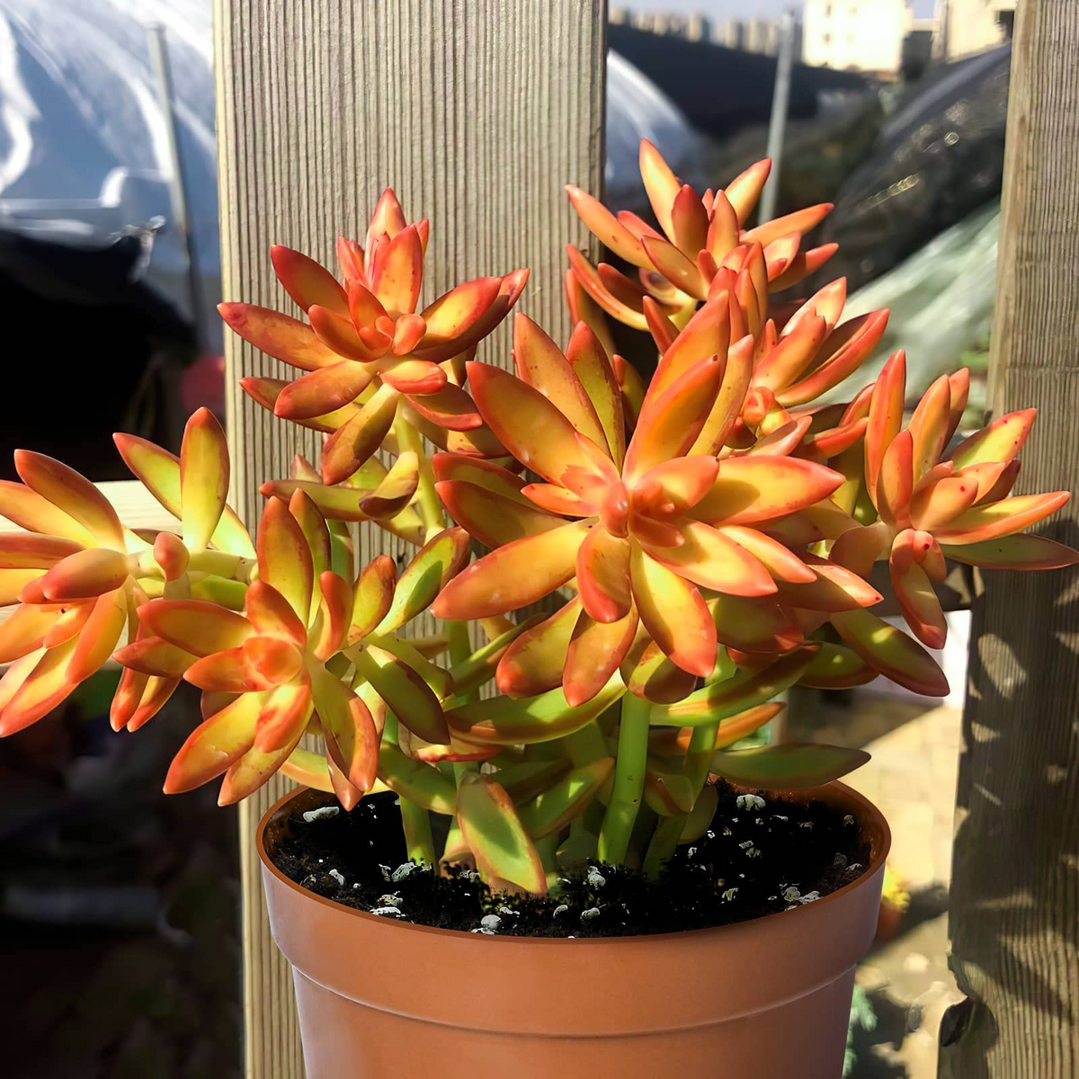 Sedum Adolphi Firestorm Rooted Plant in 2" Pot - Coppertone Red-Orange Succulent