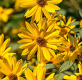 Maximilian Sunflower Seeds - 1,000 Non-GMO Perennial Seeds, Vibrant Yellow Blooms